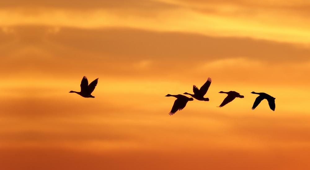 Birds flying against a sunset