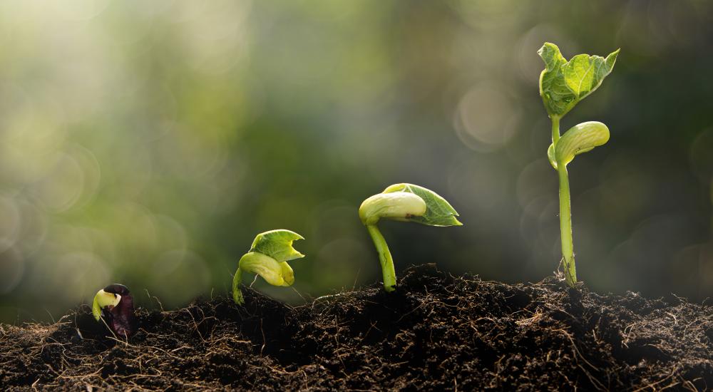 four small plants in various stages of growth