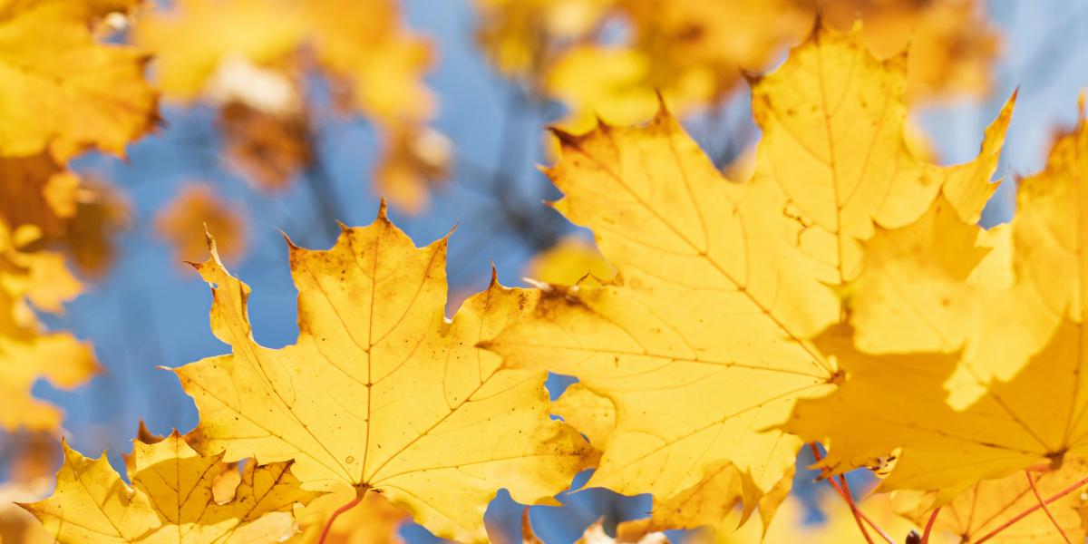 photograph of yellow leaves on branches against blue sky