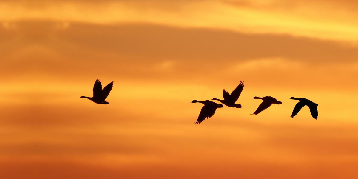 Birds flying against a sunset