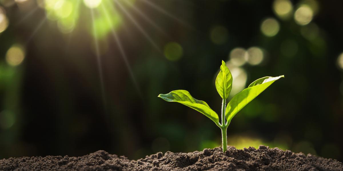 Photo of a young plant in dirt with sun shining 