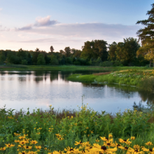 a lake surrounded by fields of sunflowers